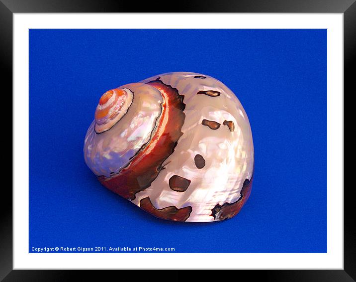 Shell from the Sea 2 Framed Mounted Print by Robert Gipson