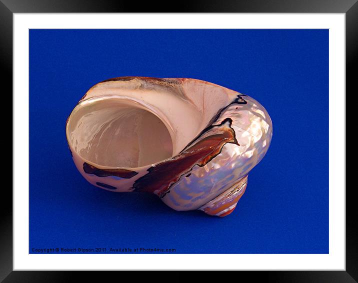 Sea Shell on blue 1 Framed Mounted Print by Robert Gipson