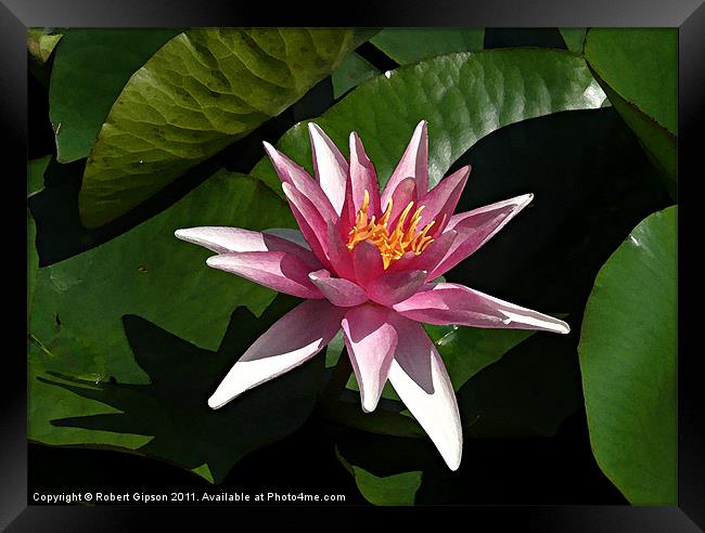 Water lily in water colour Framed Print by Robert Gipson