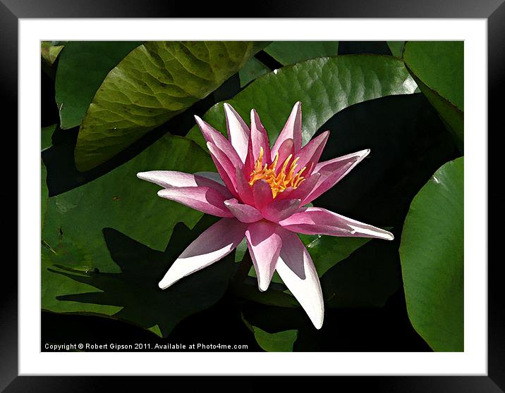Water lily in water colour Framed Mounted Print by Robert Gipson