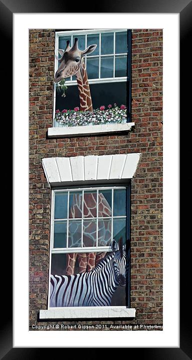 Giraffe meets Zebra Framed Mounted Print by Robert Gipson