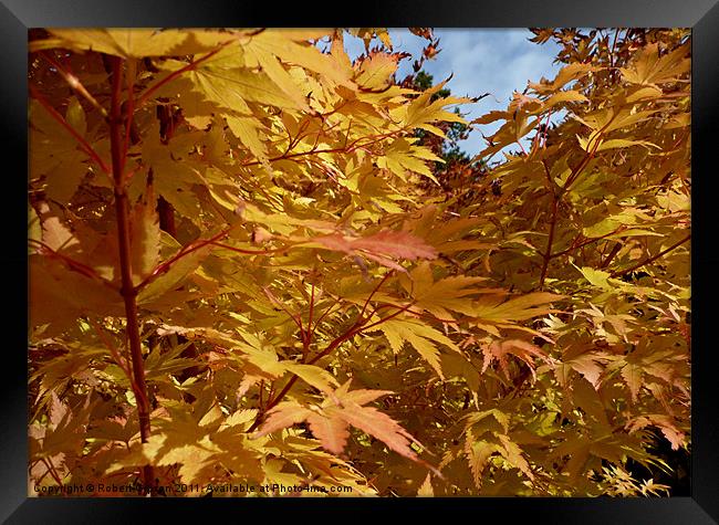Autumn colours of gold 2 Framed Print by Robert Gipson