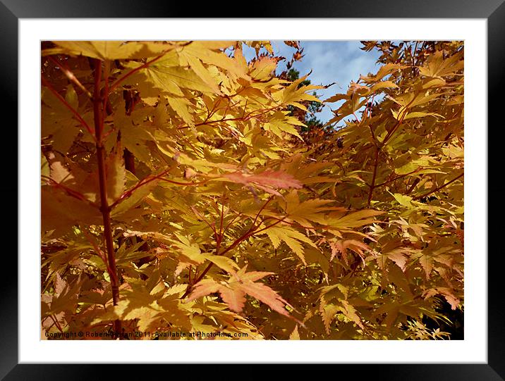 Autumn colours of gold 2 Framed Mounted Print by Robert Gipson