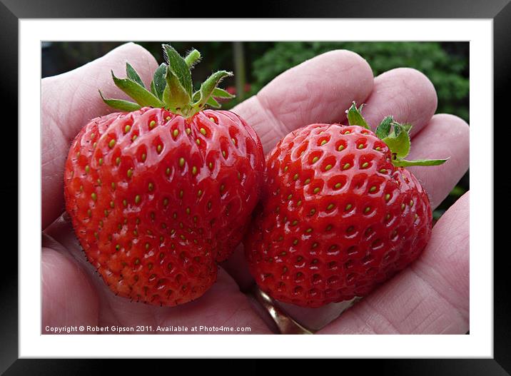 Strawberries in hand Framed Mounted Print by Robert Gipson