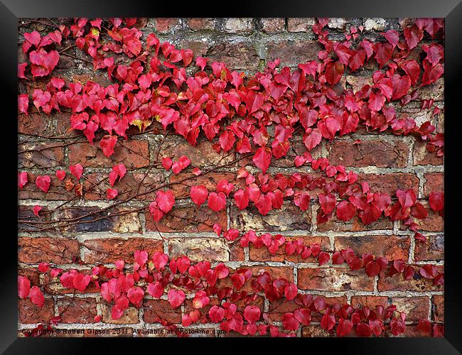 Autumn creeps along the wall Framed Print by Robert Gipson