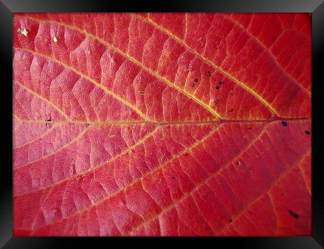 Red leaf of autumn 2 Framed Print by Robert Gipson