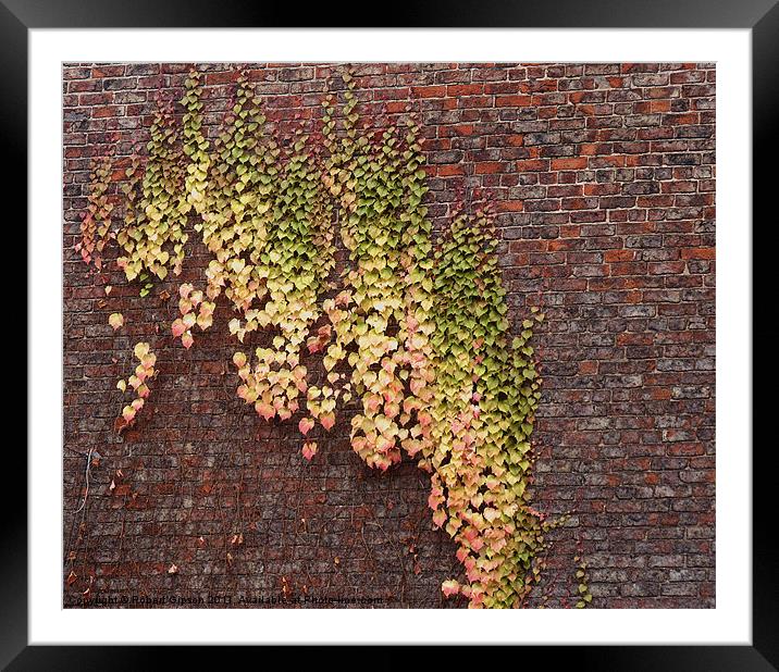 Ivy Wall Framed Mounted Print by Robert Gipson