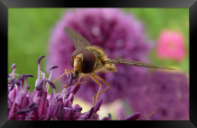 Hoverfly on purple flower Framed Print by Robert Gipson