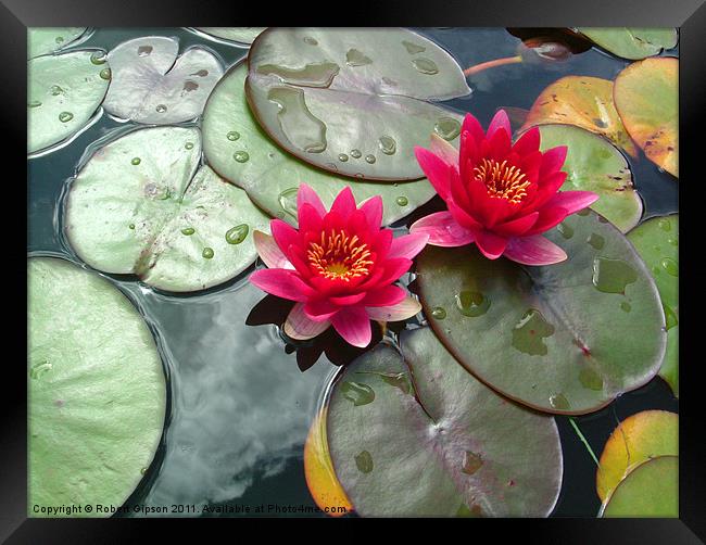 LIly and pads. Nelumbonaceae Framed Print by Robert Gipson
