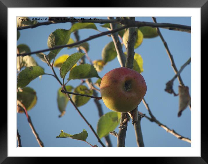 Last Apple on the tree Framed Mounted Print by Robert Gipson