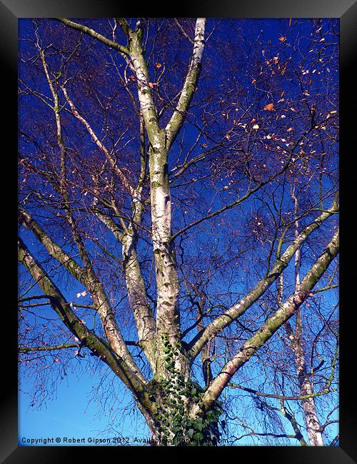 Reaching for the blue Framed Print by Robert Gipson