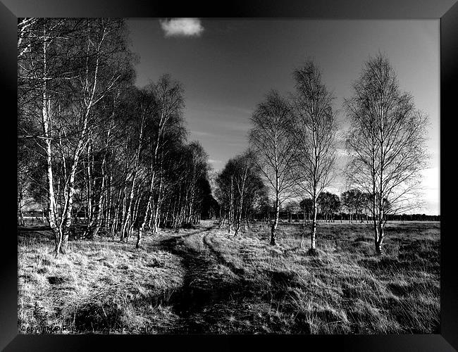 Strensall Common birch trees Framed Print by Robert Gipson