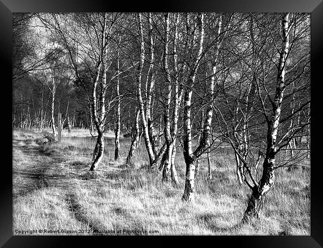 Birch trees on Strensall Common Framed Print by Robert Gipson