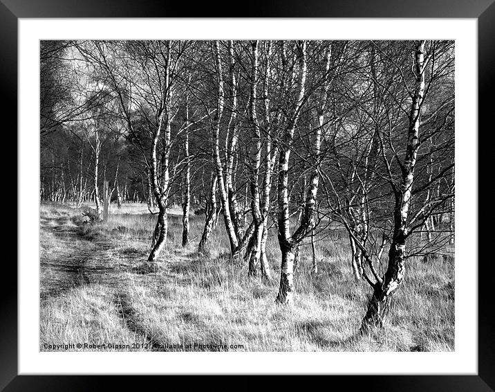 Birch trees on Strensall Common Framed Mounted Print by Robert Gipson
