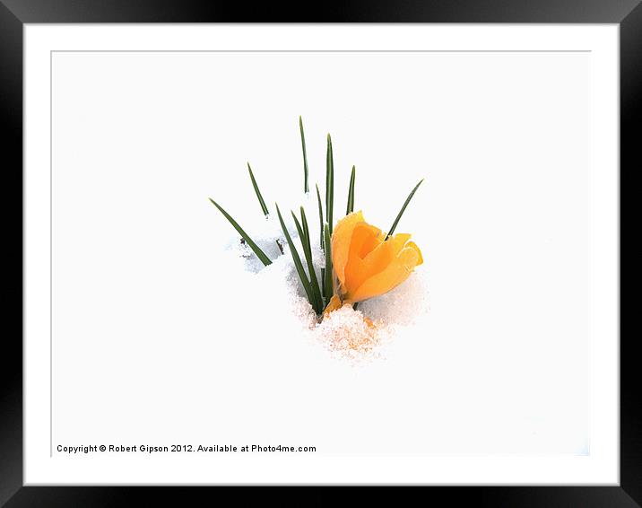 Crocus flower in snow Framed Mounted Print by Robert Gipson