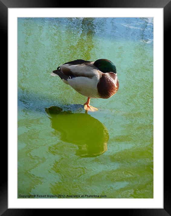 One legged Mallard duck Framed Mounted Print by Robert Gipson