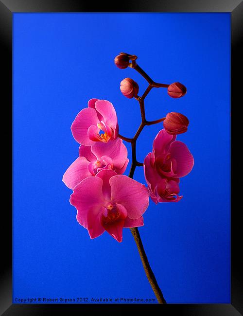 Phalaenopsis Orchid Framed Print by Robert Gipson