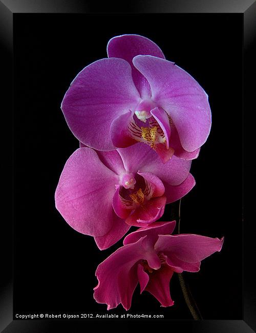 Phalaenopsis purple Orchids on black background. Framed Print by Robert Gipson