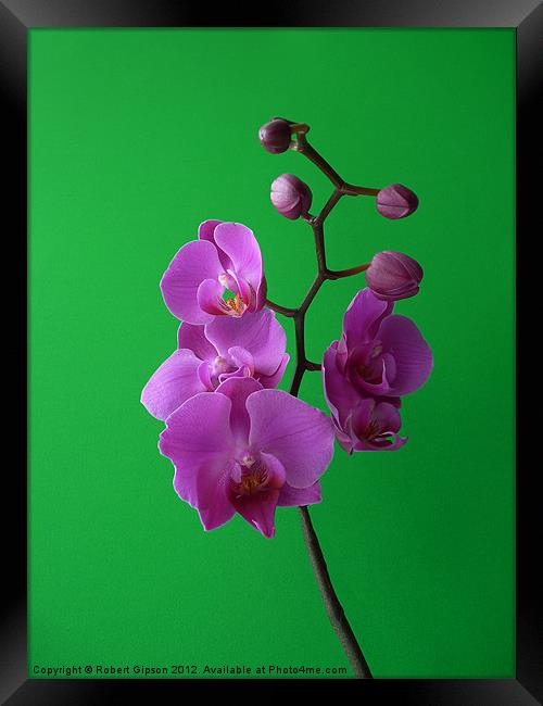 Phalaenopsis Orchid on green Framed Print by Robert Gipson