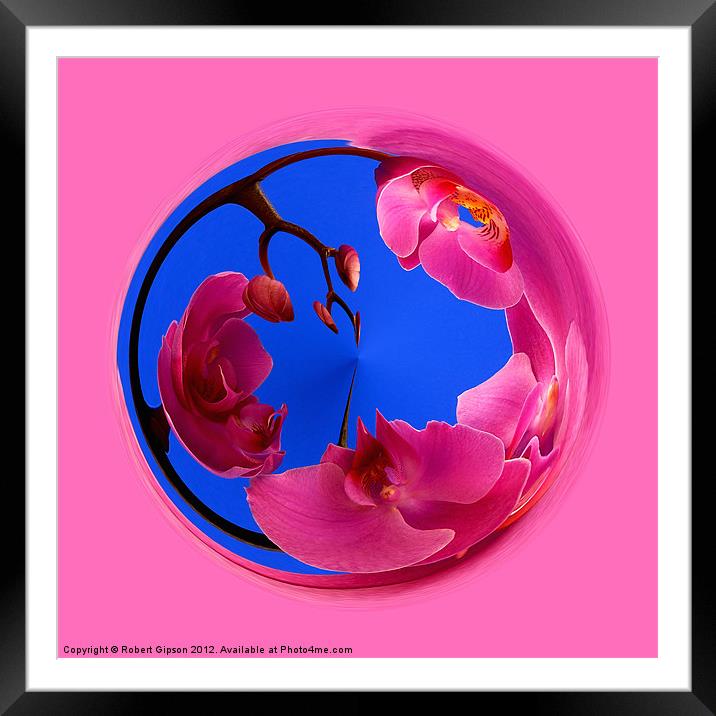 Spherical Orchids Framed Mounted Print by Robert Gipson