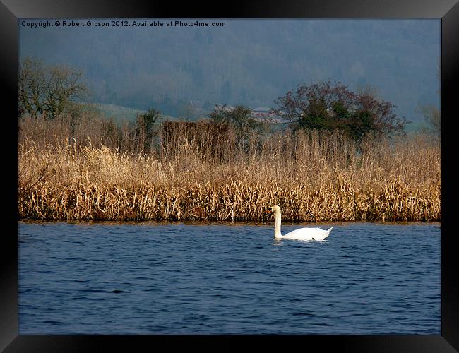 Swan on water Framed Print by Robert Gipson