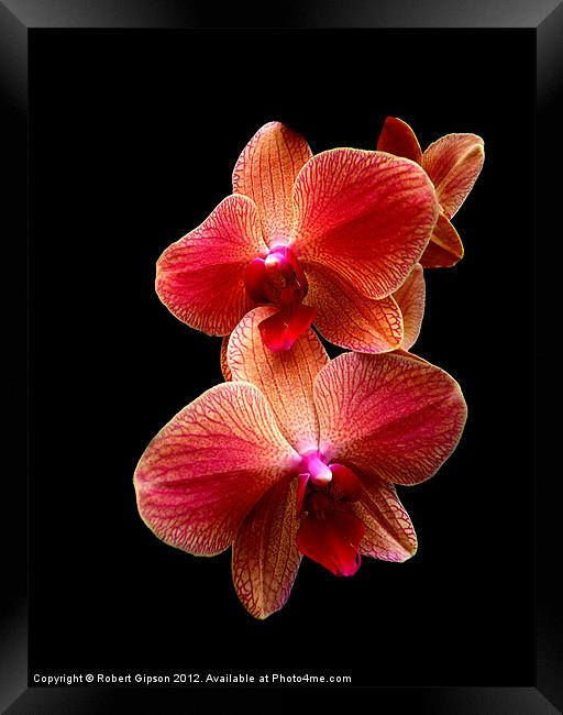 Pink  Orchids on black background Framed Print by Robert Gipson