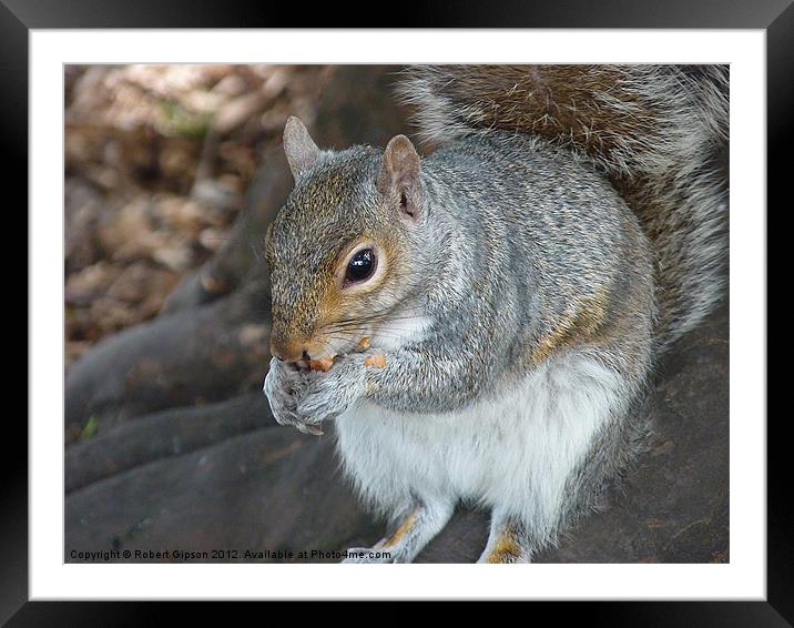 Squirrel eating his nuts Framed Mounted Print by Robert Gipson