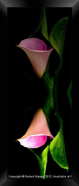 Calla lily tall print Framed Print by Robert Gipson