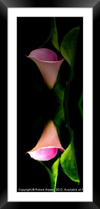 Calla lily tall print Framed Mounted Print by Robert Gipson