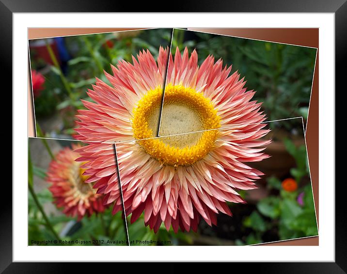 Framed Helichrysum Framed Mounted Print by Robert Gipson