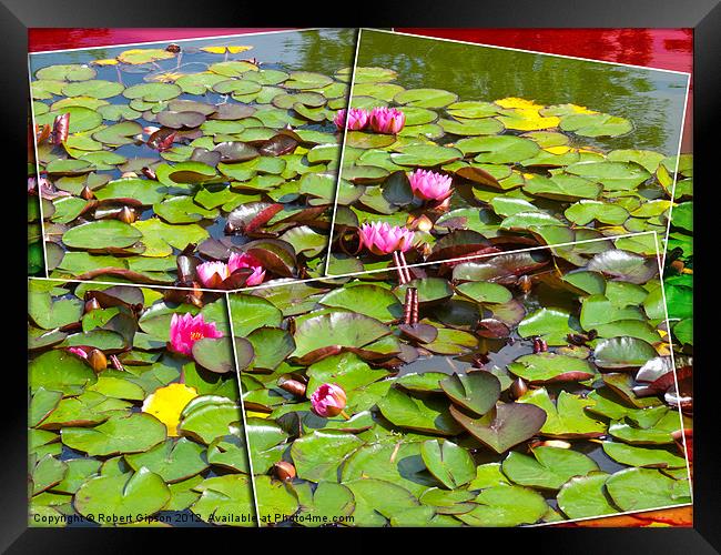 Lily pond in the frame Framed Print by Robert Gipson