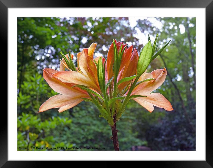 Rhododendron in Orange Framed Mounted Print by Robert Gipson