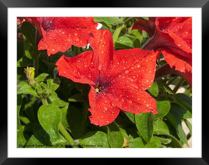 Petunia in the wet. Framed Mounted Print by Robert Gipson