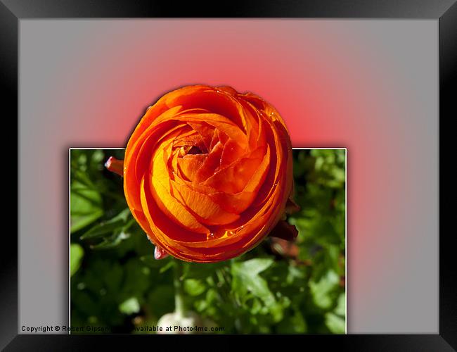 Red Flower with a glow Framed Print by Robert Gipson