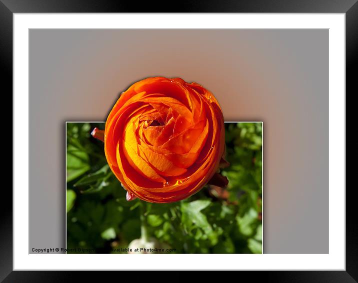 Red flower from the frame Framed Mounted Print by Robert Gipson
