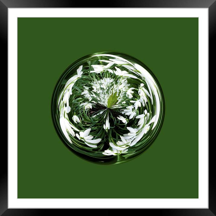 Snowdrops in the globe Framed Mounted Print by Robert Gipson