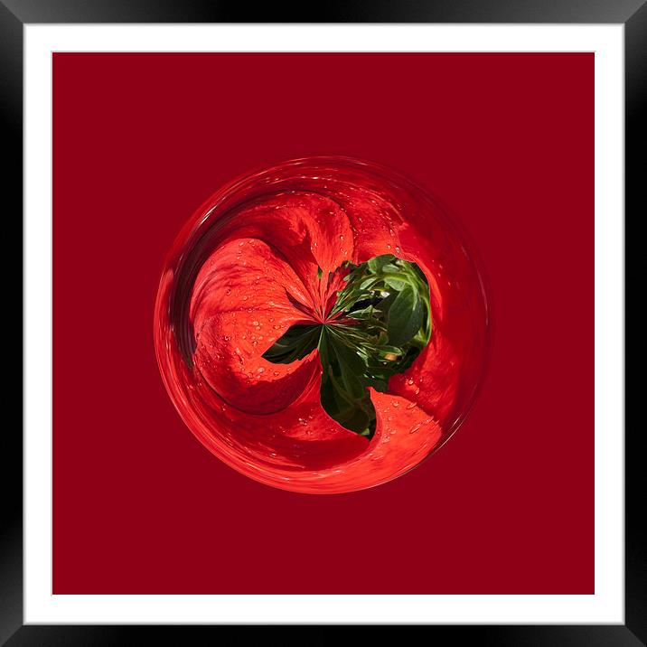 Petunia Sphere Framed Mounted Print by Robert Gipson