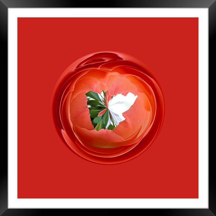 Rose Globe in abstract Framed Mounted Print by Robert Gipson