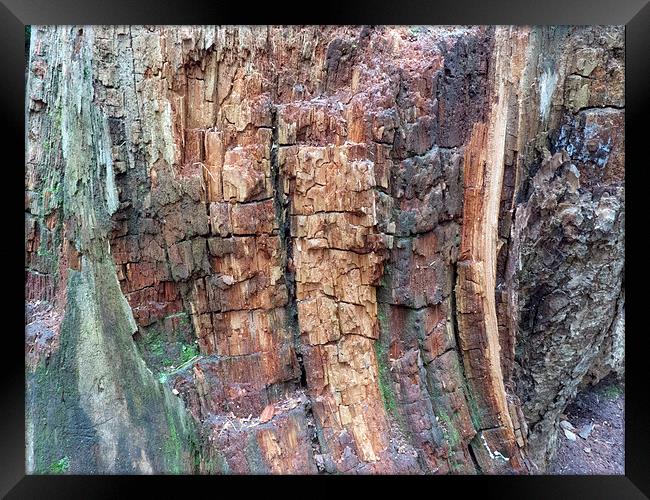 Dead tree bark textures Framed Print by Robert Gipson