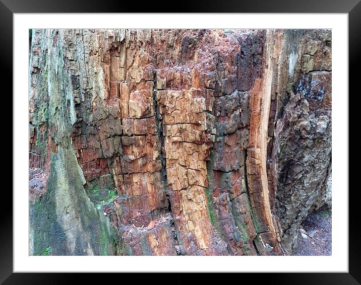 Dead tree bark textures Framed Mounted Print by Robert Gipson