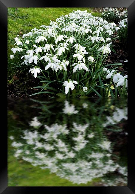 Snowdrops in reflection Framed Print by Robert Gipson