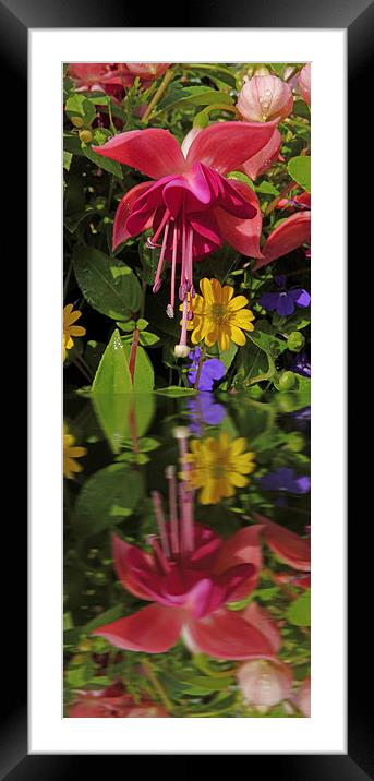 Fuchsia  flower in reflection Framed Mounted Print by Robert Gipson