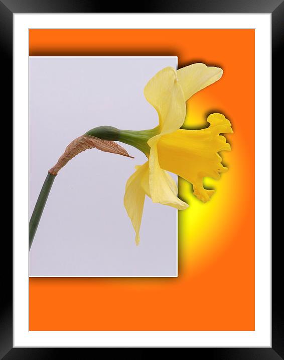 Daffodil flower out the frame Framed Mounted Print by Robert Gipson