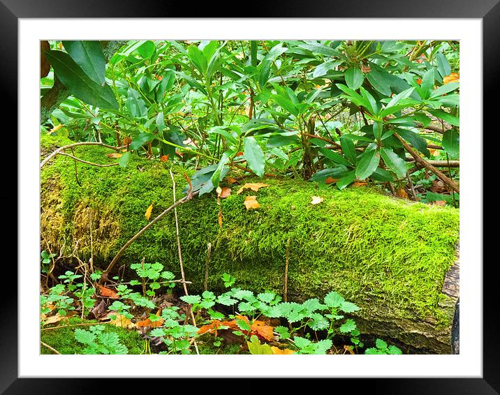 Forest floor and moss Framed Mounted Print by Robert Gipson