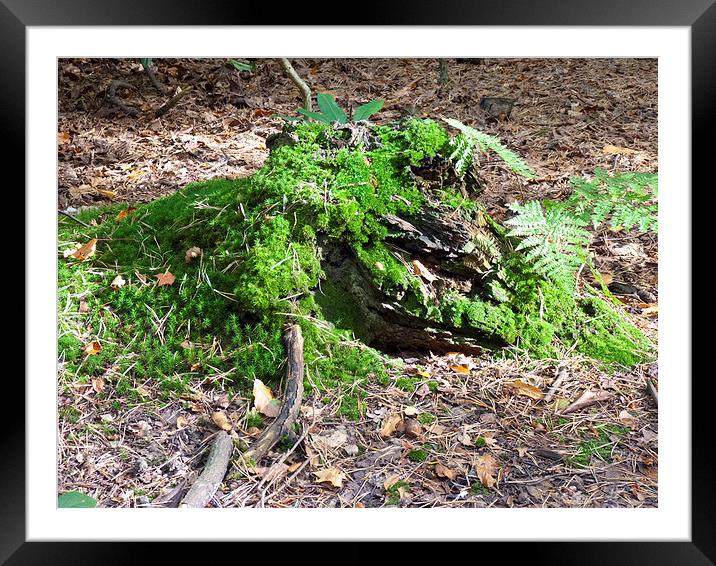 Fern on Decaying wood Framed Mounted Print by Robert Gipson