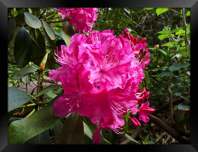 Rhododendron flower bunch Framed Print by Robert Gipson