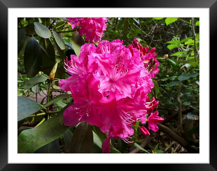 Rhododendron flower bunch Framed Mounted Print by Robert Gipson