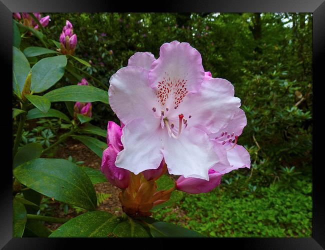 Rhododendron flower bloom Framed Print by Robert Gipson
