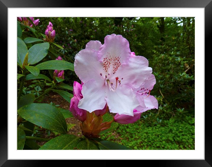 Rhododendron flower bloom Framed Mounted Print by Robert Gipson