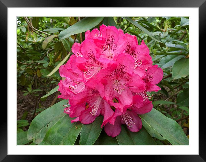 Rhododendron flower bloom Framed Mounted Print by Robert Gipson